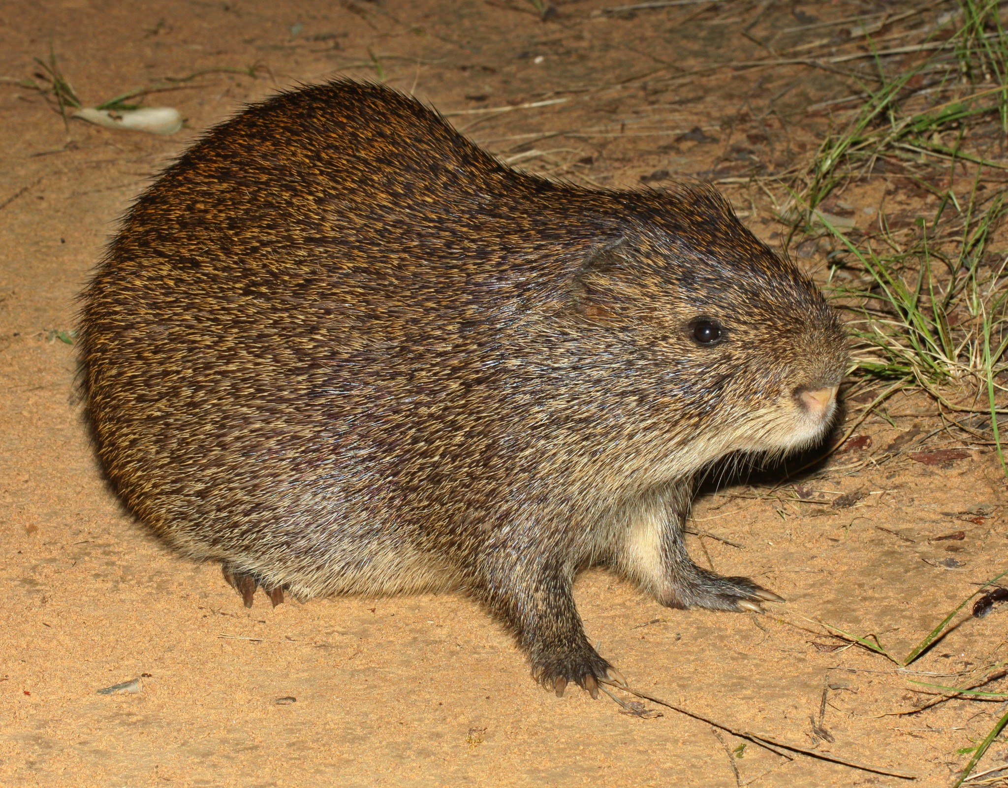 Lire la suite à propos de l’article Le Saviez-vous : L’Aulacode, Un Rongeur Africain en Voie de Domestication.