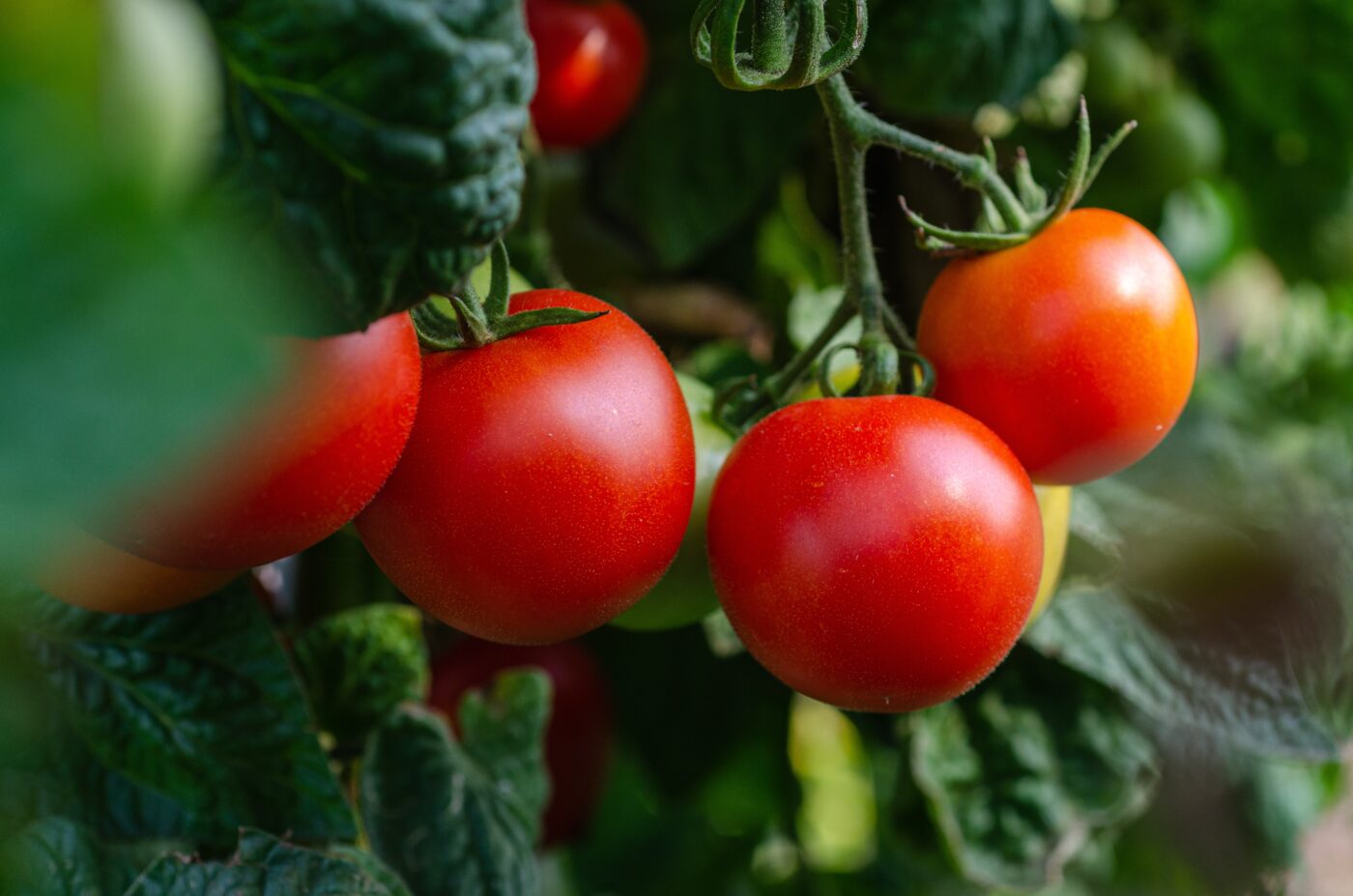 Lire la suite à propos de l’article Le Saviez-vous : La culture de la tomate (Partie 1)