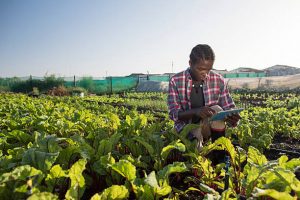 Lire la suite à propos de l’article Agriculture 2.0 : Récolter l’Avenir avec la Technologie