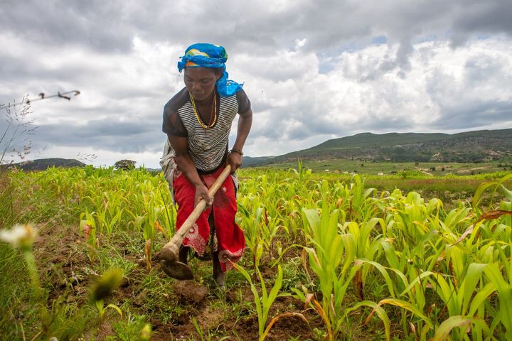 Lire la suite à propos de l’article Climat : Un Fonds de 200 M$ pour Promouvoir l’Agriculture Durable en Afrique.